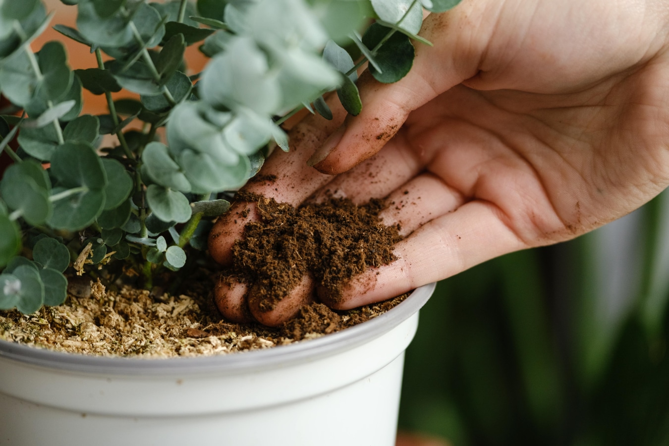 Image colonne droite